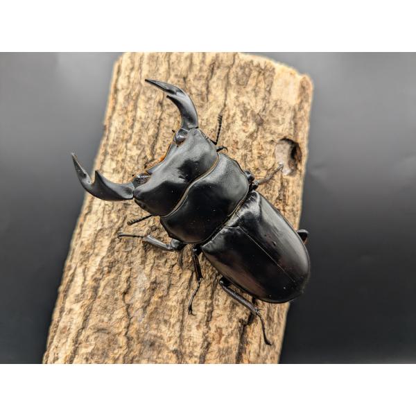 ネパールアンタエウス　♂75ｍｍ♀49ｍｍペア　コタン　産♂ CB　R7年5月羽化　♀CB　R7年5月羽化　