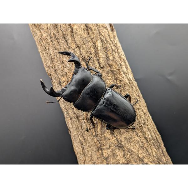 WDアンタエウスオオクワガタ　♂74ｍｍ♀37ｍｍペアラオス　シェンクワン　産♂ R7年6月入荷　♀R7年6月入荷　オス右中足フセツ欠け、アゴ先欠け　