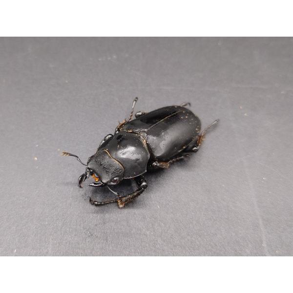 WDブラナウンコクワ ♀36mm中国雲南省 怒江リス族自治州貢山トールン族ヌー族自治県　産♀WD　R7年３月入荷　　