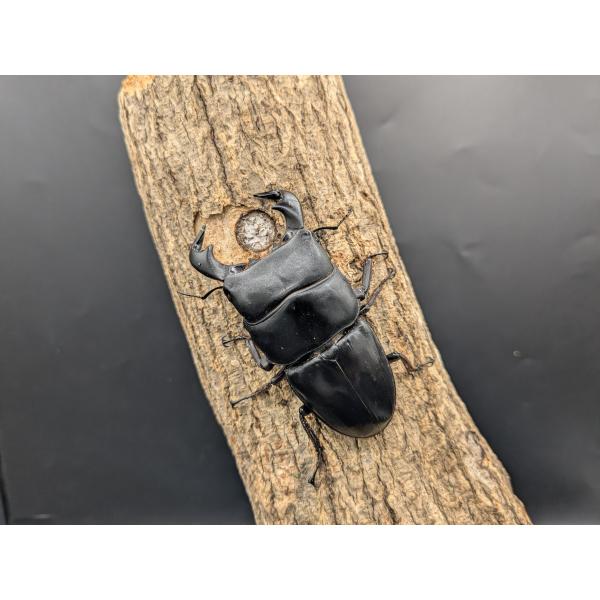 WDダイオウヒラタ　♂82ｍｍ♀42ｍｍ東ジャワ　イジェン　産♂ WD　R7年11月入荷　♀WD　R7年11月入荷