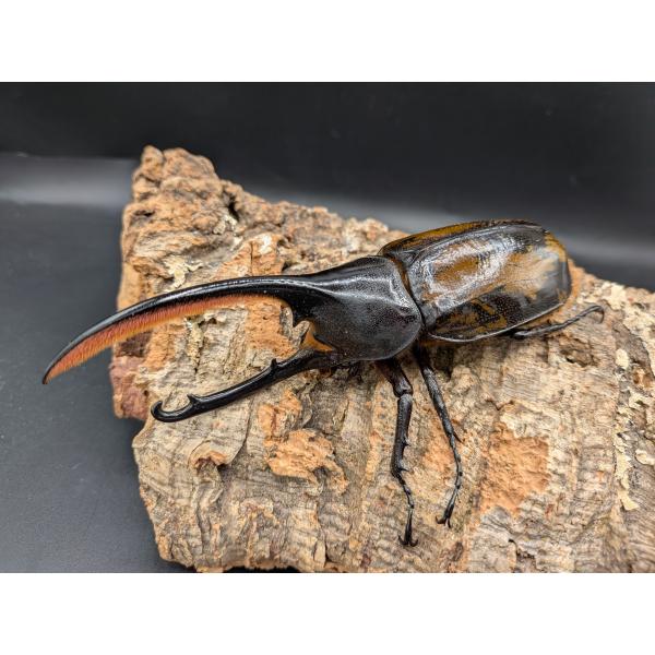 ヘラクレスオキシデンタリス ♂128ｍｍ♀63ｍｍ