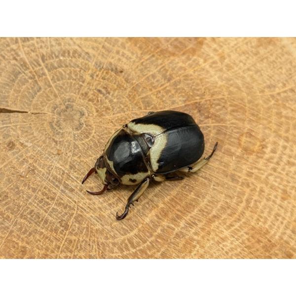 タイワンクワガタコガネ ♂♀フリーサイズ : クワガタカブトムシ専門