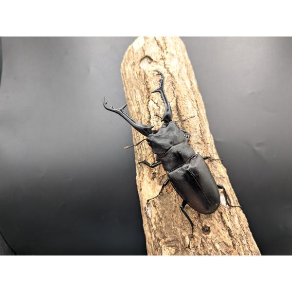 ギラファノコギリ　ケイスケ　♂112ｍｍ♀50ｍｍペアフローレス　産♂ CBF1　R7年6月羽化　♀CBF4　R7年5月羽化　♂♀　別血統です。