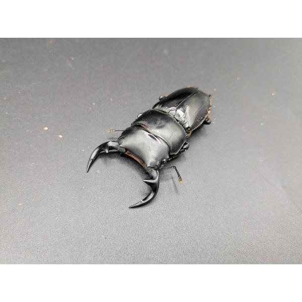 WDグランディスオオクワガタ　♂65ｍｍ♀42ｍｍラオス　シェンクワン　産♂ R7年8月入荷　♀R7年8月入荷　♀右中足フセツ欠けあり。