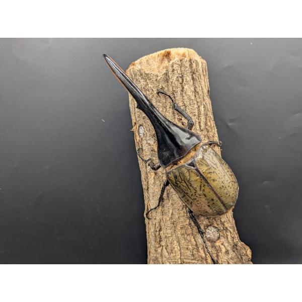 DH.ヘラクレス　♂150ｍｍ♀フリーサイズ　(4)♂CB　R7年9月羽化　♀CB　R7年9月羽化グアトループ　産