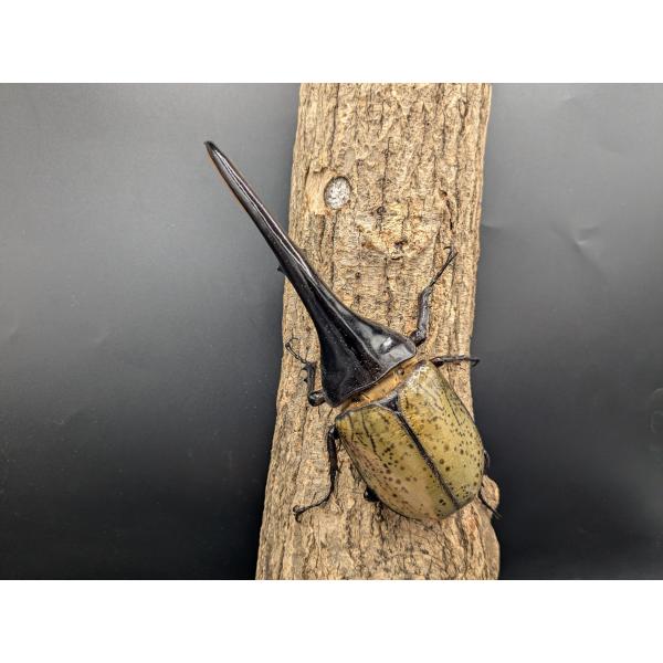 DH.ヘラクレス　♂150ｍｍ♀フリーサイズ　(1)♂CB　R7年9月羽化　♀CB　R7年9月羽化グアトループ　産