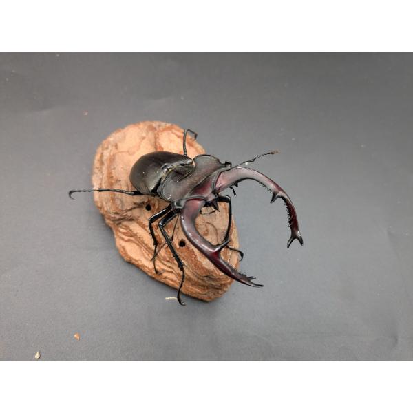 ユダイクスミヤマ　♂86ｍｍ♀51ｍトルコ　産♂CBF2　R7年9月羽化　♀CBF2　R7年8月羽化5-7度で休眠中です