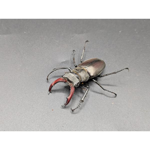 ケルブスミヤマ　♂52ｍｍ♀38ｍｍ南フランス　産♂CBF1 R7年10月羽化　♀CBF1　R7年10月羽化休眠中です