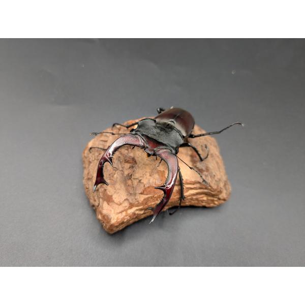 ケルブスミヤマ　♂77ｍｍ♀45ｍｍ南フランス 産♂CBF1　R7年10月羽化　♀CBF1　R7年9月羽化5-7度で休眠中です