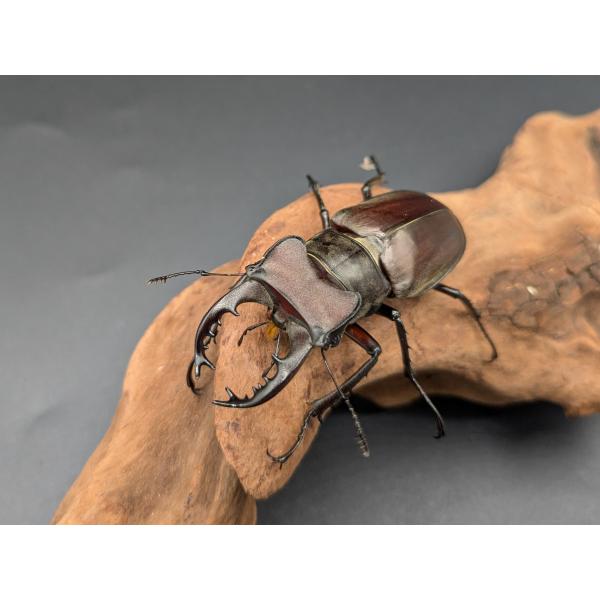 クリイロミヤマ　♂55ｍｍ♀37ｍｍ南投県仁愛? 松崗　産♂ WF1　R7年10月羽化　♀WF1　R7年10月羽化　現在休眠中で、2026年春以降のブリードがおすすめです。　※流通が少ないミヤマクワガタですのでぜひブリードしてみてください。