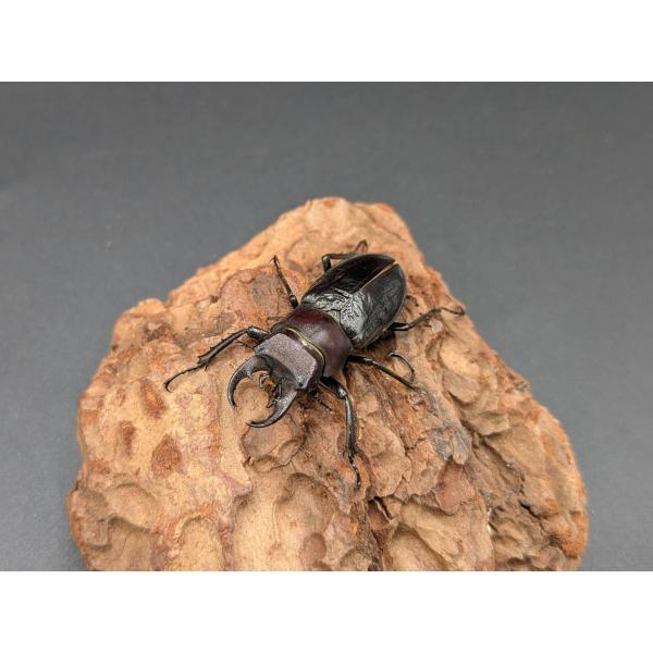 クロアシミヤマ　♂34ｍｍ♀33ｍｍ♀33ｍｍ　トリオ♂ WF1　R7年10月羽化　♀WF1　R7年10月羽化花蓮県　関原　産　オスの上羽が若干開いてます。2匹目のメス尻出のB品です。現在休眠中で、2026年春以降のブリードがおすすめです。...