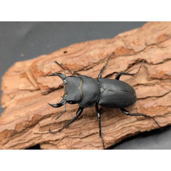 キュウシュウヒメオオクワガタ　♂36ｍｍ♀31ｍｍ宮崎県 東臼杵郡 椎葉村 不土野 産♂WD R7年9月　♀WD　R7年9月