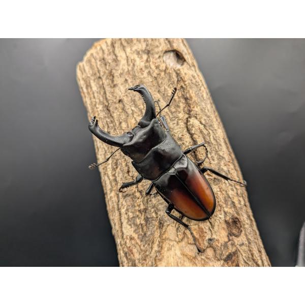 マキシカ ♂68mm♀36mm : クワガタカブトムシ専門ショップ