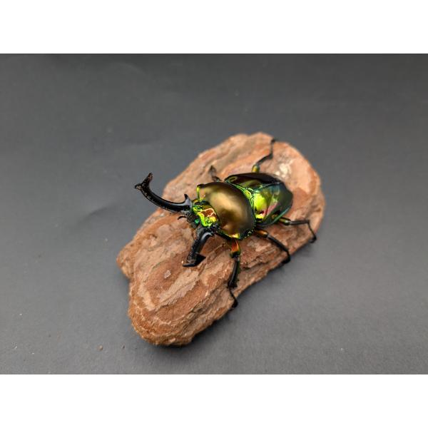 ニジイロクワガタ　♂57ｍｍ♀37ｍｍクイーンズランド　産♂CB　R7年10月羽化　♀CB　R7年11月羽化