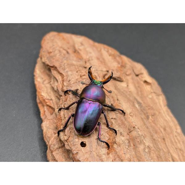 パプアキンイロクワガタ　♂フリー♀フリーワメナ 産♂CB　R7年12月ハッチ　♀CB　R7年12月ハッチ