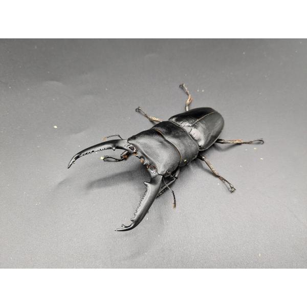 パラワンオオヒラタ　♂105ｍｍ♀45ｍｍブルックス　ポイント　産♂CBF1 R7年11月ハッチ　♀CBF2　R7年10月ハッチ