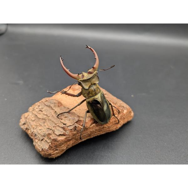 ロンドミヤマ　♂49ｍｍ♀31ｍｍインド　アルナーチャル・プラデーシュ州　ディバンバレー 産♂WF3　R7年10月羽化　♀WF3　R7年10月羽化5-7度で休眠中