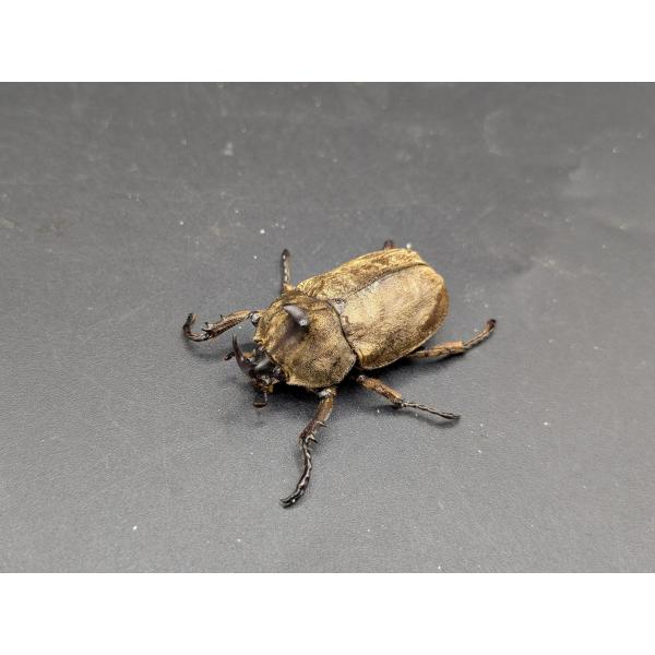 サビイロカブト　♂36ｍｍ♀32ｍｍ　ボルネオ　サバ州　産♂ R7年8月羽化　♀R7年8月羽化状態の良い物から選ばせて頂きます。