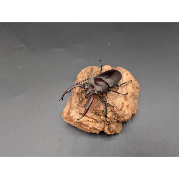 タイワンミヤマ　♂65ｍｍ♀40ｍｍ南投県　仁愛? 廬山　産♂ WF1　R7年10月羽化　♀WF1　R7年10月羽化現在休眠中です。2026年春以降のブリードがおすすめです。