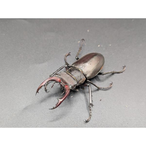 ユダイクスミヤマ　♂57ｍｍ♀40ｍｍトルコ　産♂CBF1 R7年10月羽化　♀CBF1　R7年10月羽化休眠中です