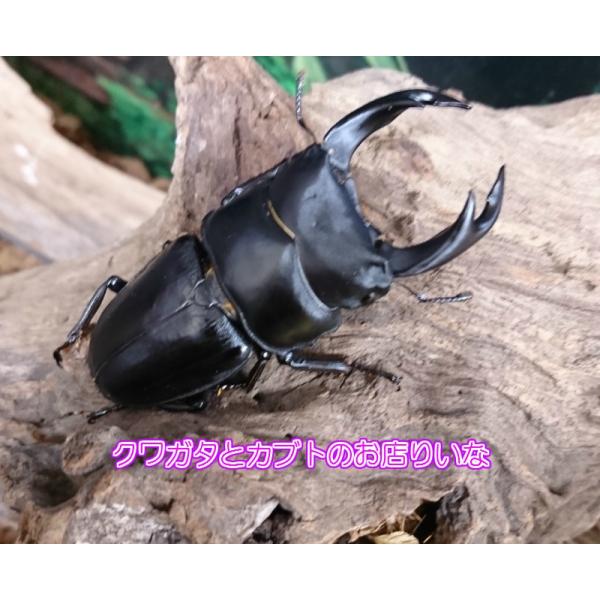 オオクワガタ 川西産 ♂68mm ペア : クワガタとカブトのお店・り 