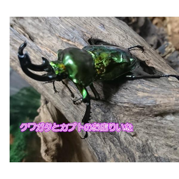 kuwakabu-riina_00411