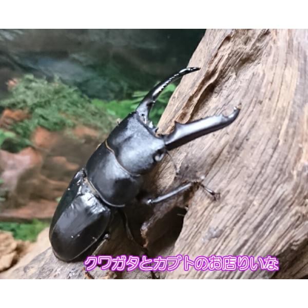 ツシマヒラタクワガタ ペア くわかぶプラネット / ツシマヒラタクワガタペア