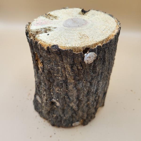 [Release date: February 26, 2018]栄養値の高い良質のクヌギ・ナラ材です。 直径約１０〜１２cmの使いやすいサイズです。 長さは約１３〜１５cmです。 芯が少し残りますが、飼育・産卵に問題はありません。 主に産...