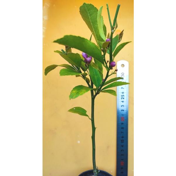 マイヤーレモン の 苗 1株/国産/無農薬栽培(未使用)