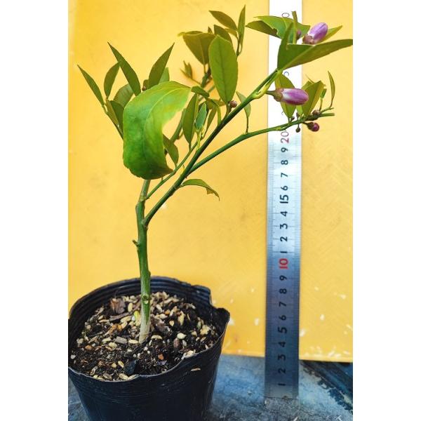 マイヤーレモン の 苗 1株/国産/無農薬栽培(未使用)