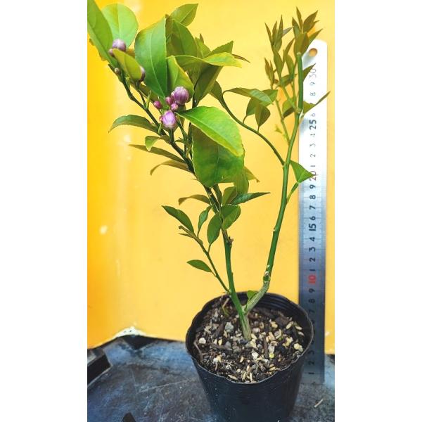 マイヤーレモン の 苗 1株/国産/無農薬栽培(未使用)