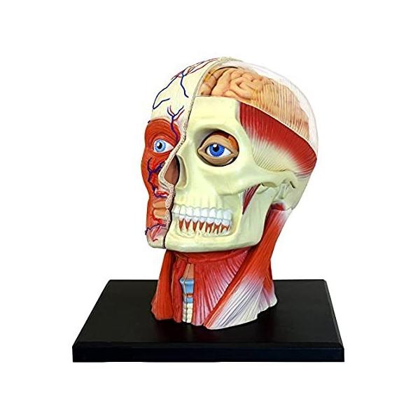 4D Vision Human Head Anatomy Model by Fame Master