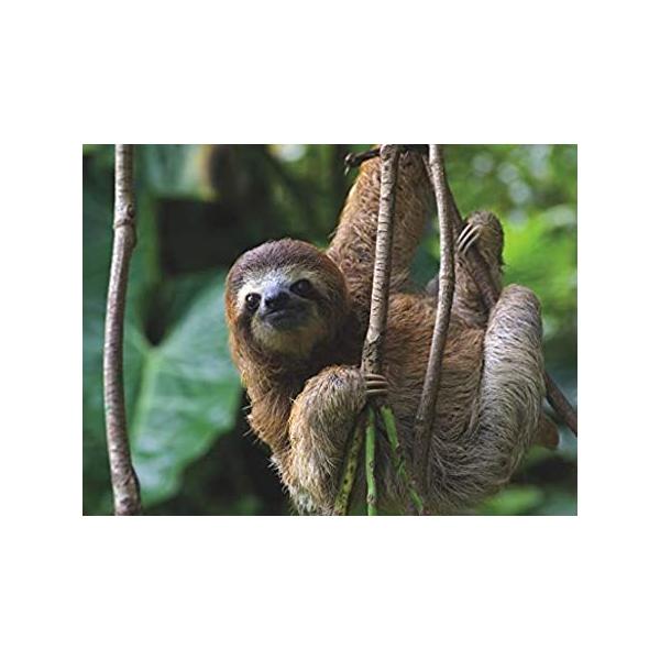 New York Puzzle Company - National Geographic Three Toed Sloth - 500 Piece