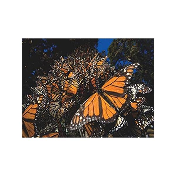 New York Puzzle Company - National Geographic Monarch Butterflies - 500 Pie