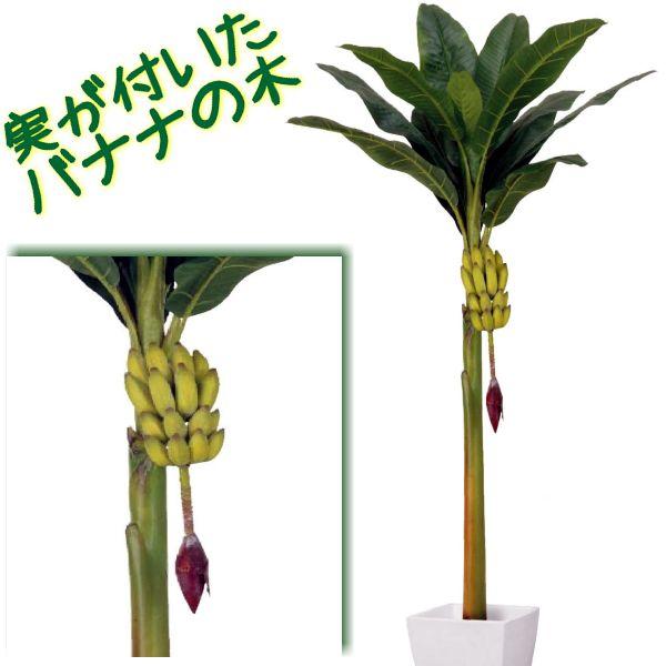 バナナの木 バナナンツリー 実付き Bananal 京都フラワーサービス 通販 Yahoo ショッピング