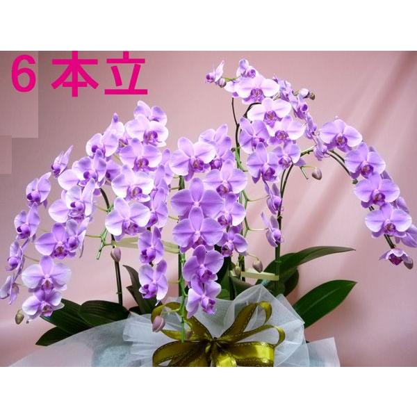 極上のミディ胡蝶蘭５ ６本立ち Kotyomini3361 京都フラワーサービス 通販 Yahoo ショッピング