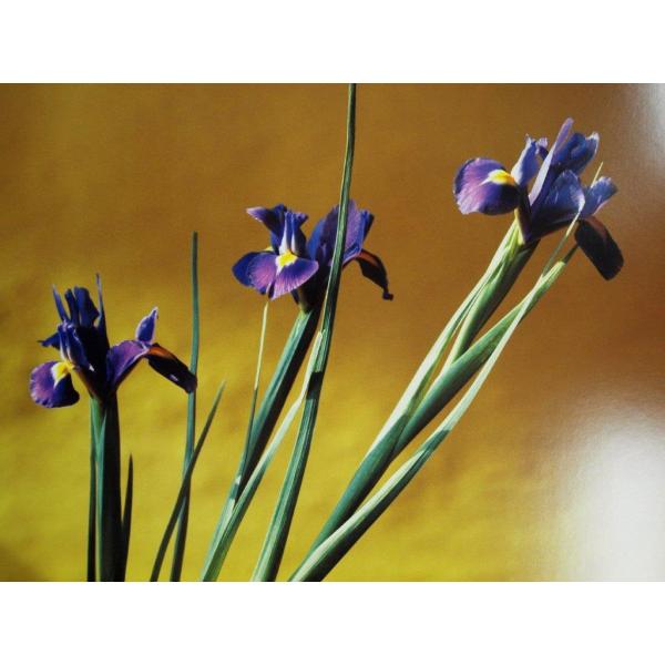 Mo3 Robert Mapplethorpe ロバート メープルソープ ポスター Iries 現代アート Buyee Buyee Japanese Proxy Service Buy From Japan Bot Online