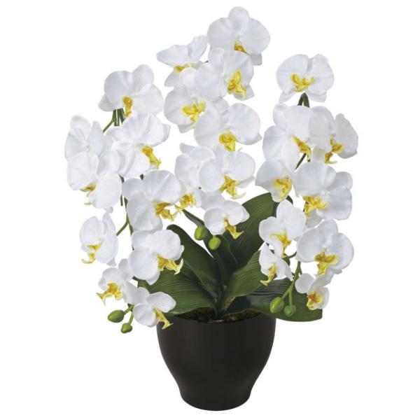 ̊y (20K120-79) ӒZ[XW  92648