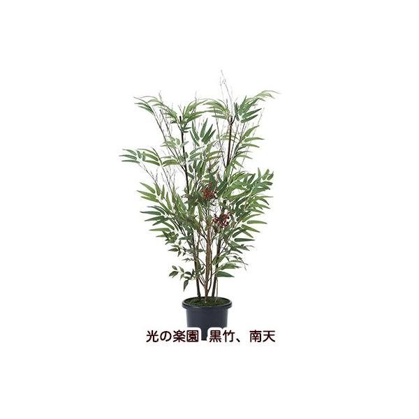 ̊y (2011A150-34) |AV  94166