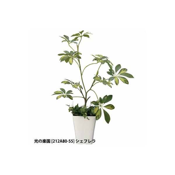 他サイト： 【個人様購入可能】●光の楽園 (212A80-59) シェフレラ 送料無料 92486の商品画像
