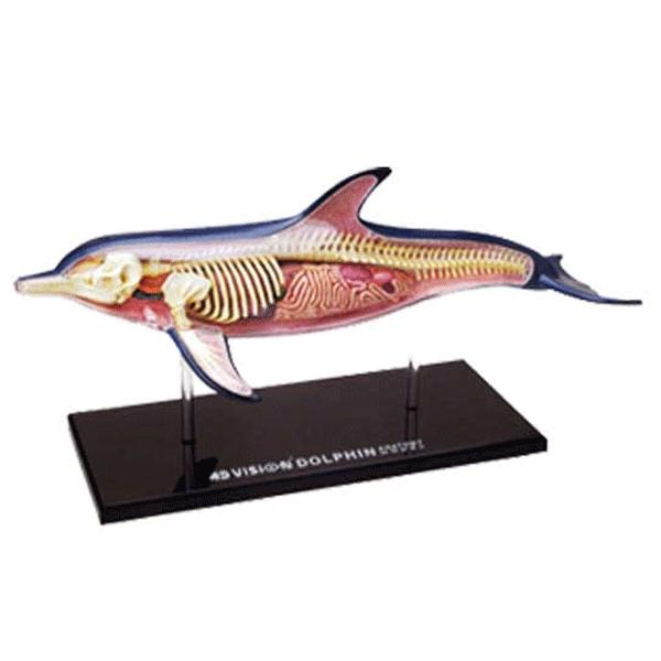 イルカ　骨　07 4D VISION 動物解剖 No.07 （イルカ解剖モデル） : 教材自立共和国