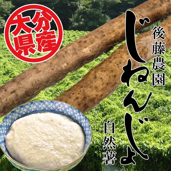 予約受付中 こだわりの自然薯 2kg 後藤農園 王者の自然薯 山芋 じねんじょ 包装不可 代引き不可 お歳暮 ギフト 2026年11月19日頃入荷発送予定