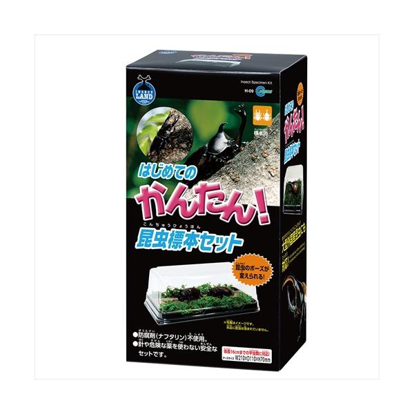 kitty様専用 お得な昆虫標本セット2点