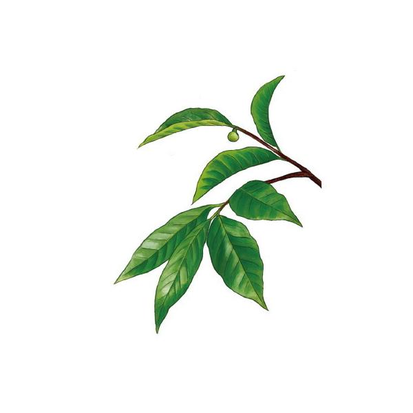 ランプベルジェ対応 シャルティエ 緑茶 100ml【A1129】アロマオイル お試し メゾンベルジェ対応