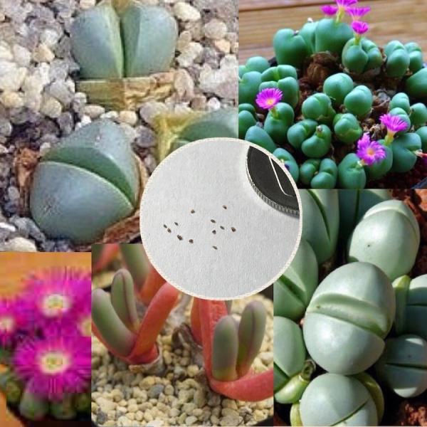 多肉植物 リトープス カラスモンタナmix 種10粒 メセン 3adfzy6yee 花 ガーデニング Windowrevival Co Nz