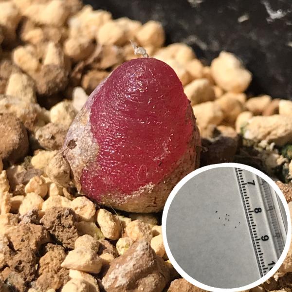 多肉植物 コノフィツム ブルゲリ 種10粒 メセン Conophytum Burgeri Buyee Buyee Japanischer Proxy Service Kaufen Sie Aus Japan