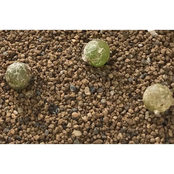 多肉植物 コノフィツム ブルゲリ 種10粒 メセン Conophytum Burgeri Buyee Buyee Japanese Proxy Service Buy From Japan Bot Online
