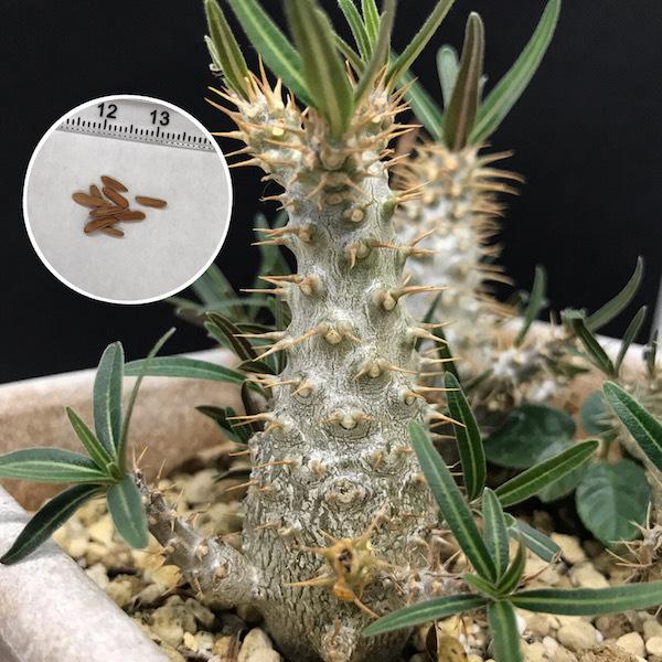 塊根植物 パキポディウム カクチペス Pachypodium rosulatum var