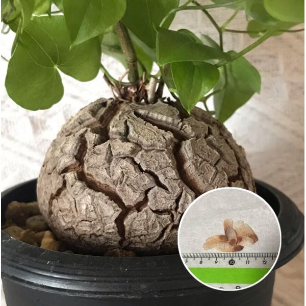 塊根植物 アフリカ亀甲竜 種子 Dioscorea elephantipes 種子のまき方の説明書付き :Dioscorea-elephantipes:Labi-Cats - 通販 - Yahoo!ショッピング 塊根植物 アフリカ亀甲竜 種子 Dioscorea elephantipes 種子のまき方の説明書付き :Dioscorea-elephantipes:Labi-Cats - 通販 - Yahoo!ショッピング
