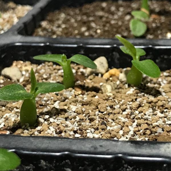 塊根植物 パキポディウム エブレネウム 種子 Pachypodium Eburneum Buyee 日本代购平台 产品购物网站大全 Buyee一站式代购 Bot Online